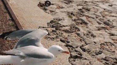 martı insanlarla plajda uçar.