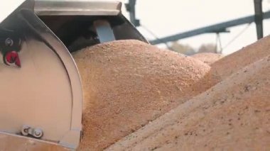 Bir kepçe traktörü büyük bir depoya mısır döker.