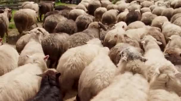 A small flock of sheep and rams walking together, close up — Stock Video