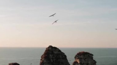 Mavi gökyüzü arka planında uçan martılar, yaz, deniz 2019