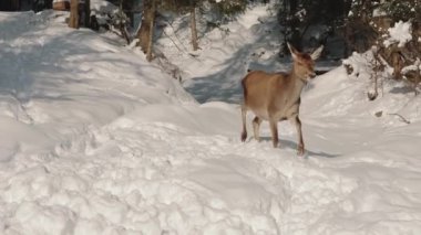 Karlı ormanda roe geyiği. Capreolus capreolus. Vahşi yumurta geyiği kışın doğasında. 2019 Kışı