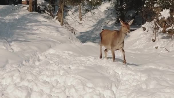 Roe deer in the snowy forest. Capreolus capreolus. Wild roe deer in winter nature. winter 2019 — Stock Video