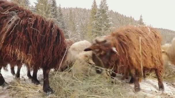 Щасливі чистокровні вівці йдуть сіно в сараї, крупним планом — стокове відео