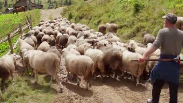 Ένας βοσκός ακολουθεί ένα κοπάδι πρόβατα και περνά έναν ορεινό δρόμο. — Αρχείο Βίντεο