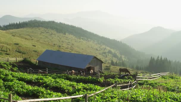 Dom na zielonym wzgórzu z widokiem na góry. krowy — Wideo stockowe