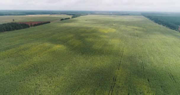 Landbouwvoedselproductie, aanplant bovenop, structuur van maïs gewassen — Stockvideo