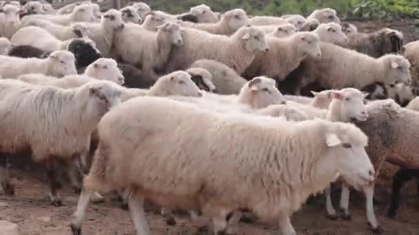 Um rebanho de ovelhas move as montanhas para o pasto — Vídeo de Stock