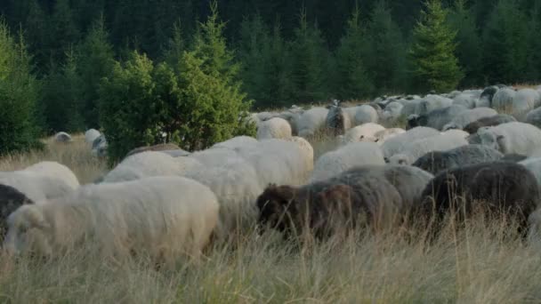 Plan intermédiaire d'un troupeau de moutons, montagnes, Ukraine — Video