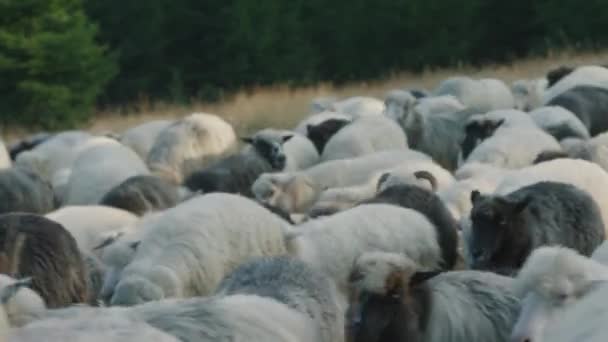 Flock får i bergen på nära håll — Stockvideo