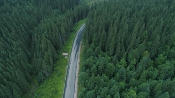 Bosweg met auto. Auto rijden in het bos uitzicht vanaf de zomer. Weg tussen dennenbossen — Stockvideo