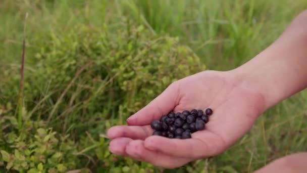 A couple of tourists gather wild blueberries in the mountains. Active lifestyle, wild plants. closeup. Filmed by Red Scarlet w — Stock Video
