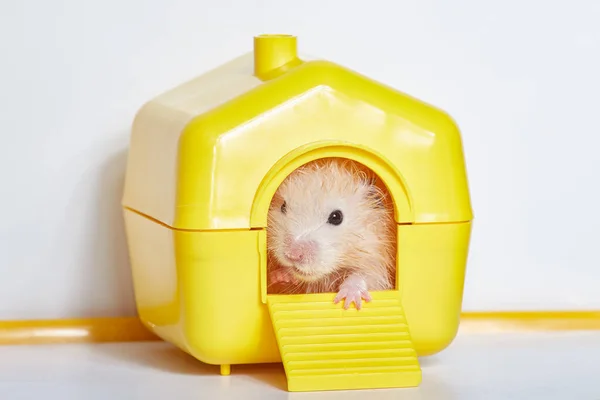 Pequeno Hamster Perto Sua Casa Imagens Royalty-Free