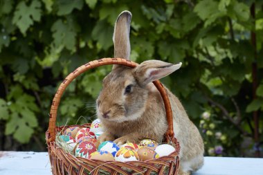 Paskalya sepetinin yanında duran sevimli tavşan ve boyalı yumurtalar.