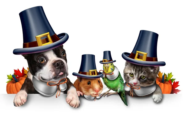 Thanksgiving Pet Celebration — Stock Photo, Image