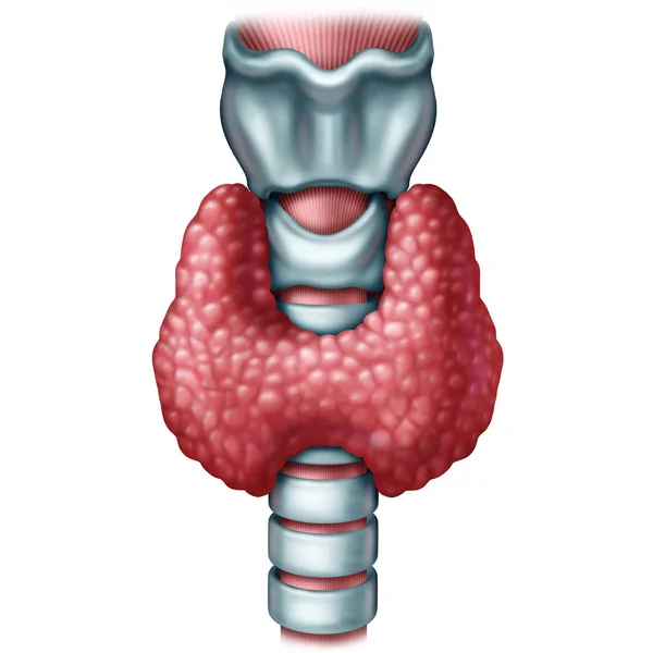 甲状腺腺器官 — ストック写真