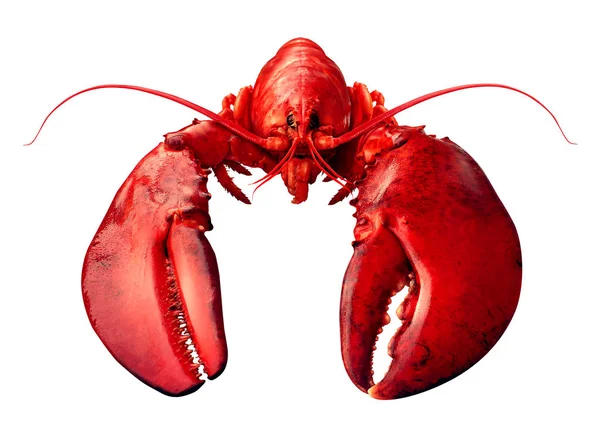 Lobster Front View — Stock Photo, Image