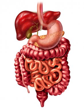 Human Digestive System clipart
