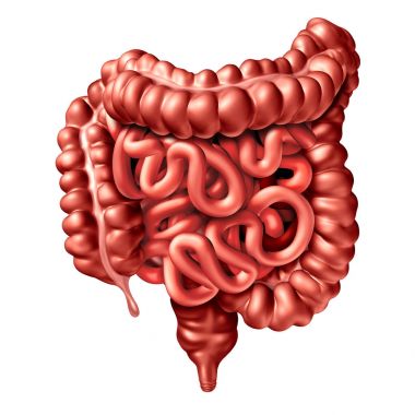 Human Intestine Illustration clipart