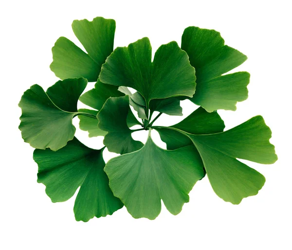 Ginkgo biloba isolado — Fotografia de Stock