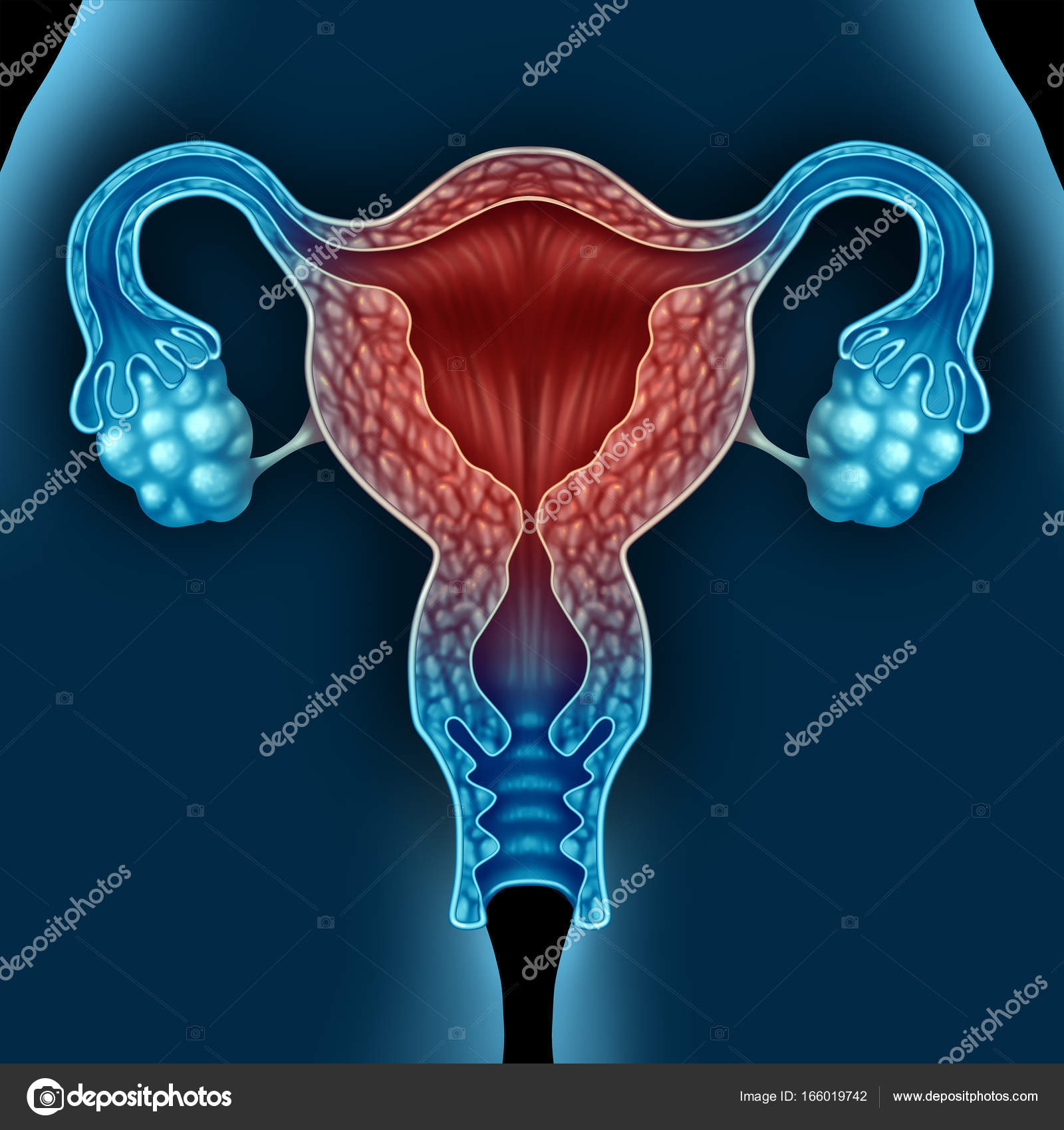 Цистоэктомия. Живые органы человека матка и яичники. Яичники и матка человека фото. Матка и яичники фото в живую.