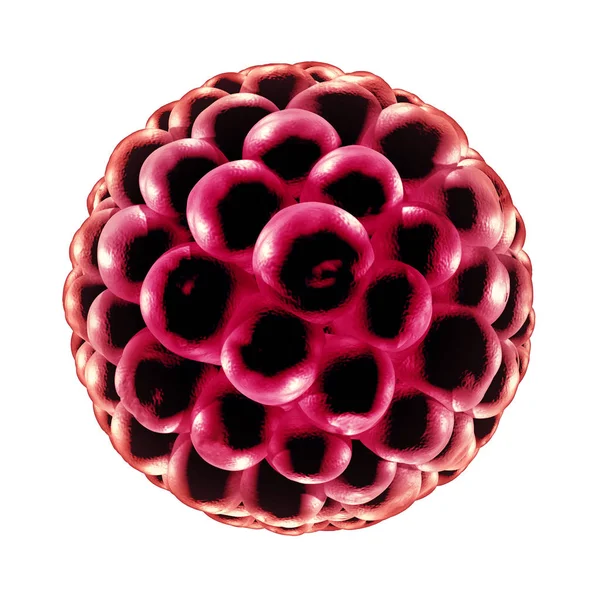 Blastocyst 인간의 생물학 — 스톡 사진
