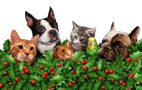 Cute Holiday Pets Group — Stock Photo, Image