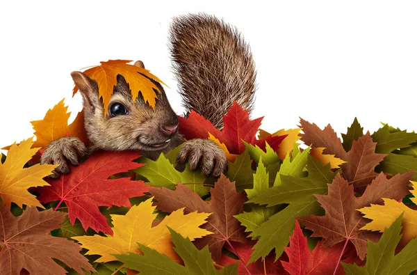 Carino scoiattolo giocare in foglie — Foto Stock