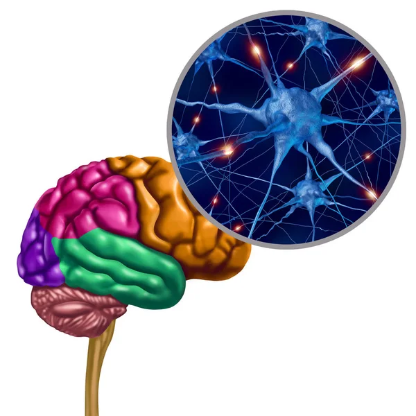 뇌 두 엽 활성 뉴런 — 스톡 사진