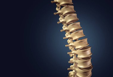 Skeletal Human Spine clipart