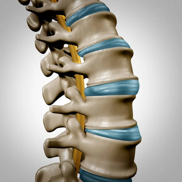 Sección de anatomía de la columna vertebral humana — Foto de Stock