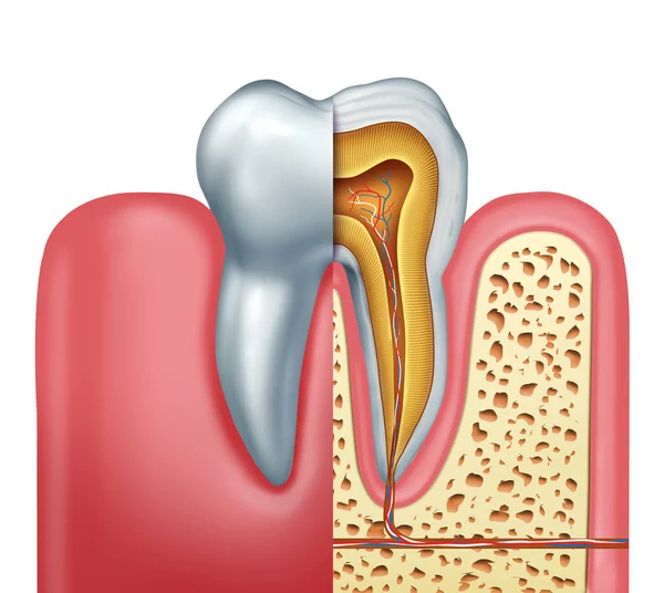Conceito de Anatomia dos Dentes Humanos — Fotografia de Stock