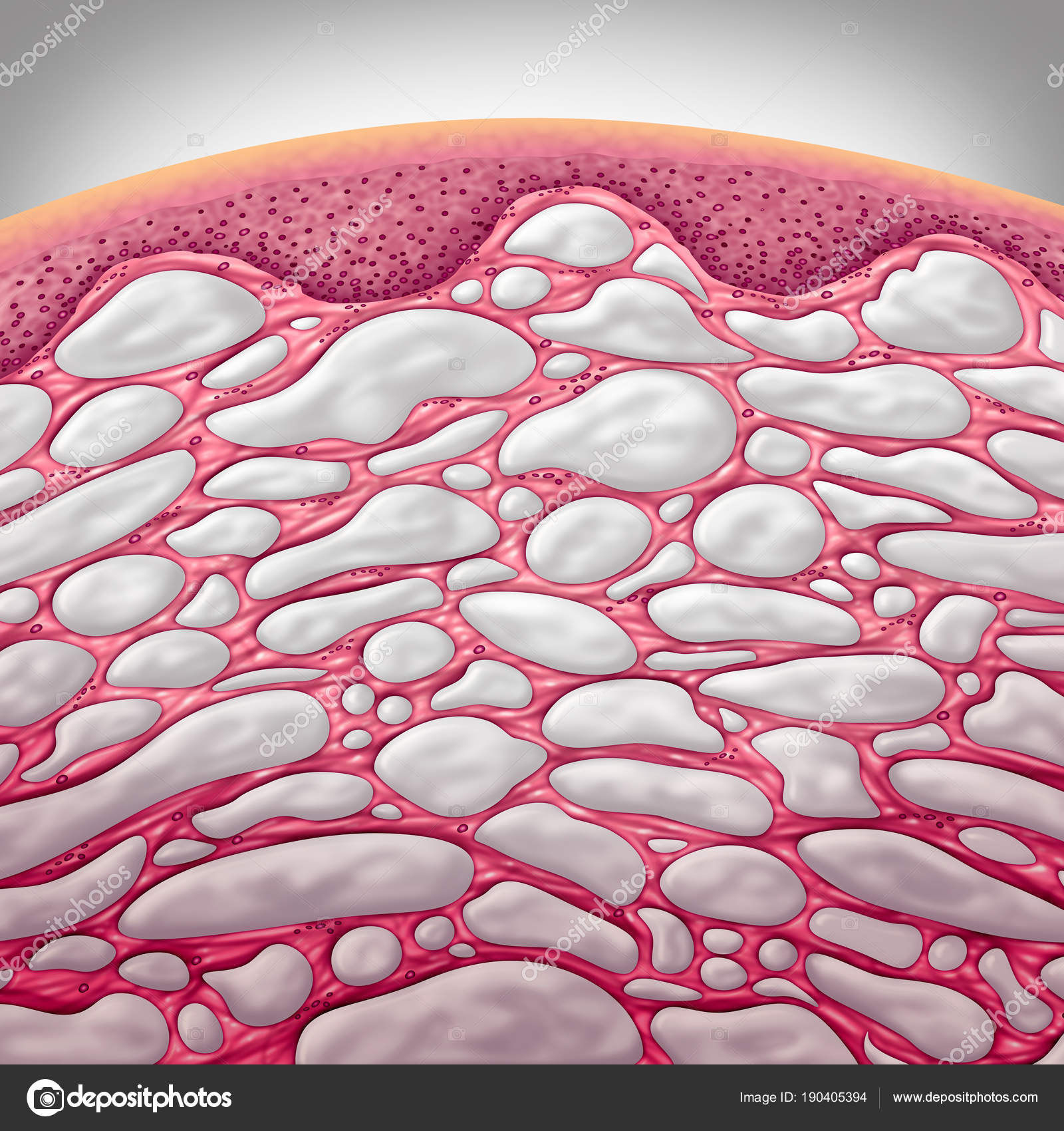 间质器官概念——图库图片© lightsource #190405394, image size:1600x1700