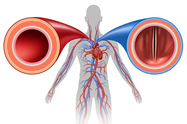 Arteria e vena Circolazione umana — Foto Stock