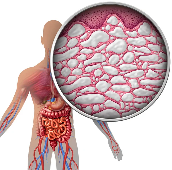 Interstitium lidské tělo anatomie — Stock fotografie