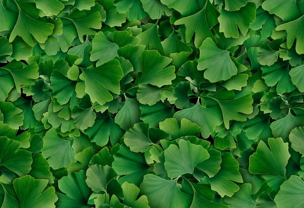 Ginkgo biloba achtergrond — Stockfoto