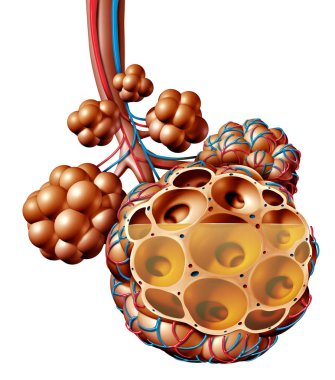 Pulmonary Alveoli clipart