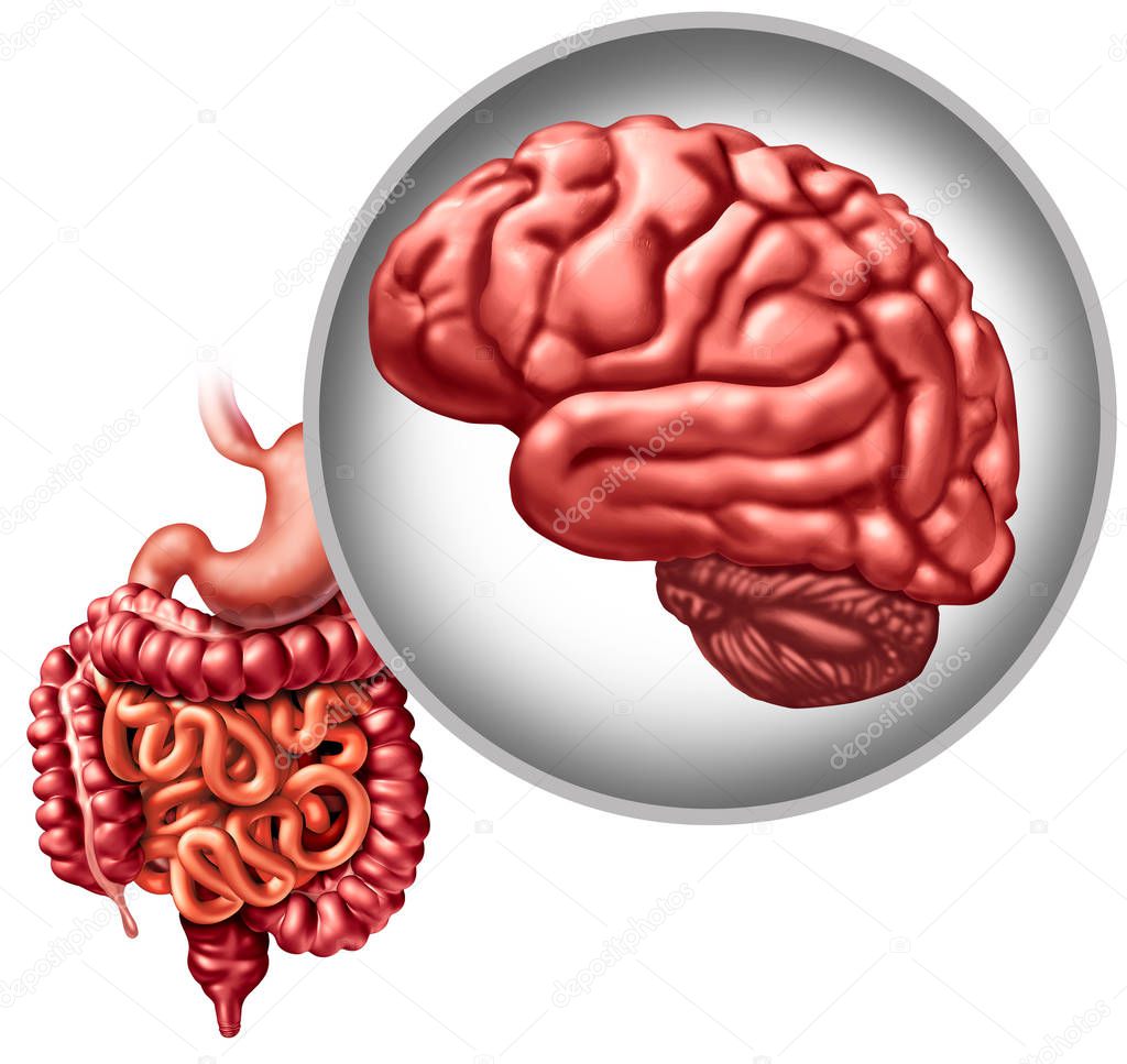 Enteric Nervous System — Stock Photo © lightsource #320234474