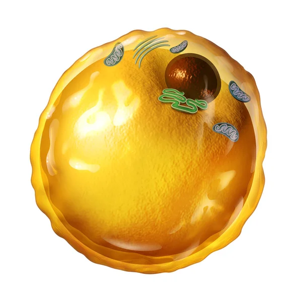 Adipocyte Fat Cell — Stock Photo, Image