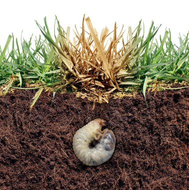 Lawn grub damage as chinch larva damaging grass roots causing a brown patch disease in the turf as a composite image isolated on a white background. clipart