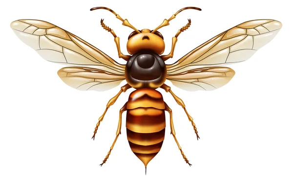 Шершень Убийца Азиатское Гигантское Насекомое Огромный Хищник Убивающий Пчёл Качестве — стоковое фото