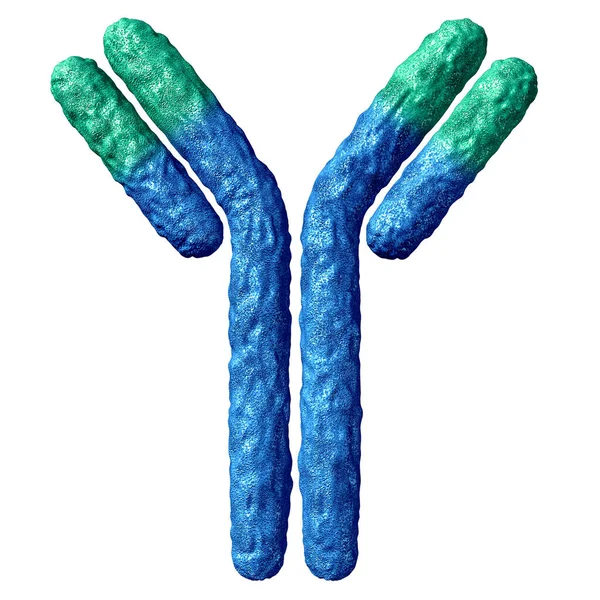 Anatomie Des Anticorps Isolée Sur Fond Blanc Immunoglobuline Avec Liaison — Photo