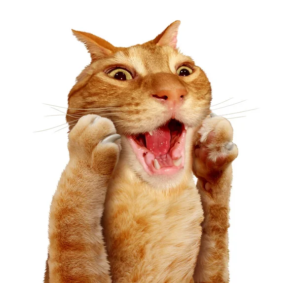 Surprised Cat Expression Scared Kitten Astonished Feline Animal — Stock Photo, Image