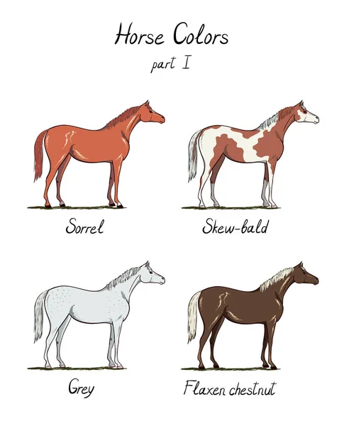 Set di tabella colori cavallo su bianco. Colori del mantello equino con testo. Schema equestre. Alloro, acetosa, castagno, nero, grigio, dun blu, dapple, appaloosa tipi di cavalli. Illustrazione disegnata a mano vettoriale . — Vettoriale Stock