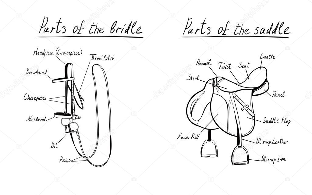 Parts of a saddle and bridle, vector. The terms of the equestrian