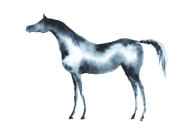 Cheval arabe aquarelle humide. Vecteur . — Image vectorielle