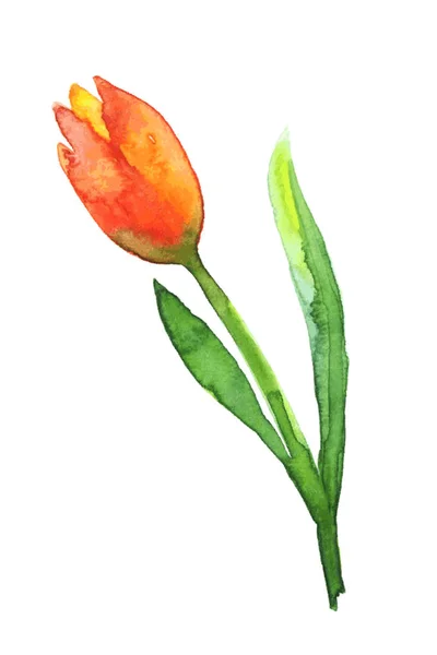 Tulipe aquarelle rouge . — Image vectorielle