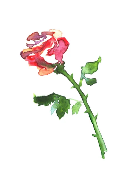 Aquarela rosa vermelha . — Vetor de Stock