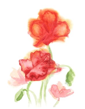 Suluboya kırmızı gelincikler