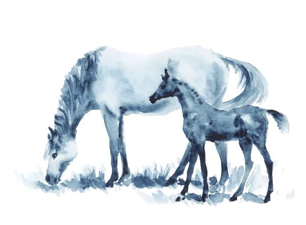 Égua aquarela e potro em branco . — Fotografia de Stock
