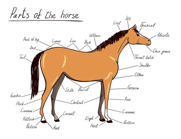 Partes de cavalo. Anatomia equina. Esquema equestre com texto isolado em branco . — Vetor de Stock